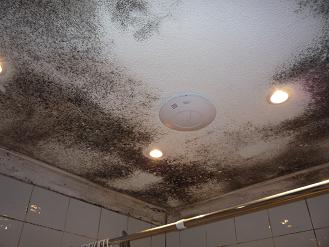 Uk Mould Removal Services Remove Mould On Walls And Ceilings